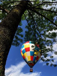 大きな木と気球